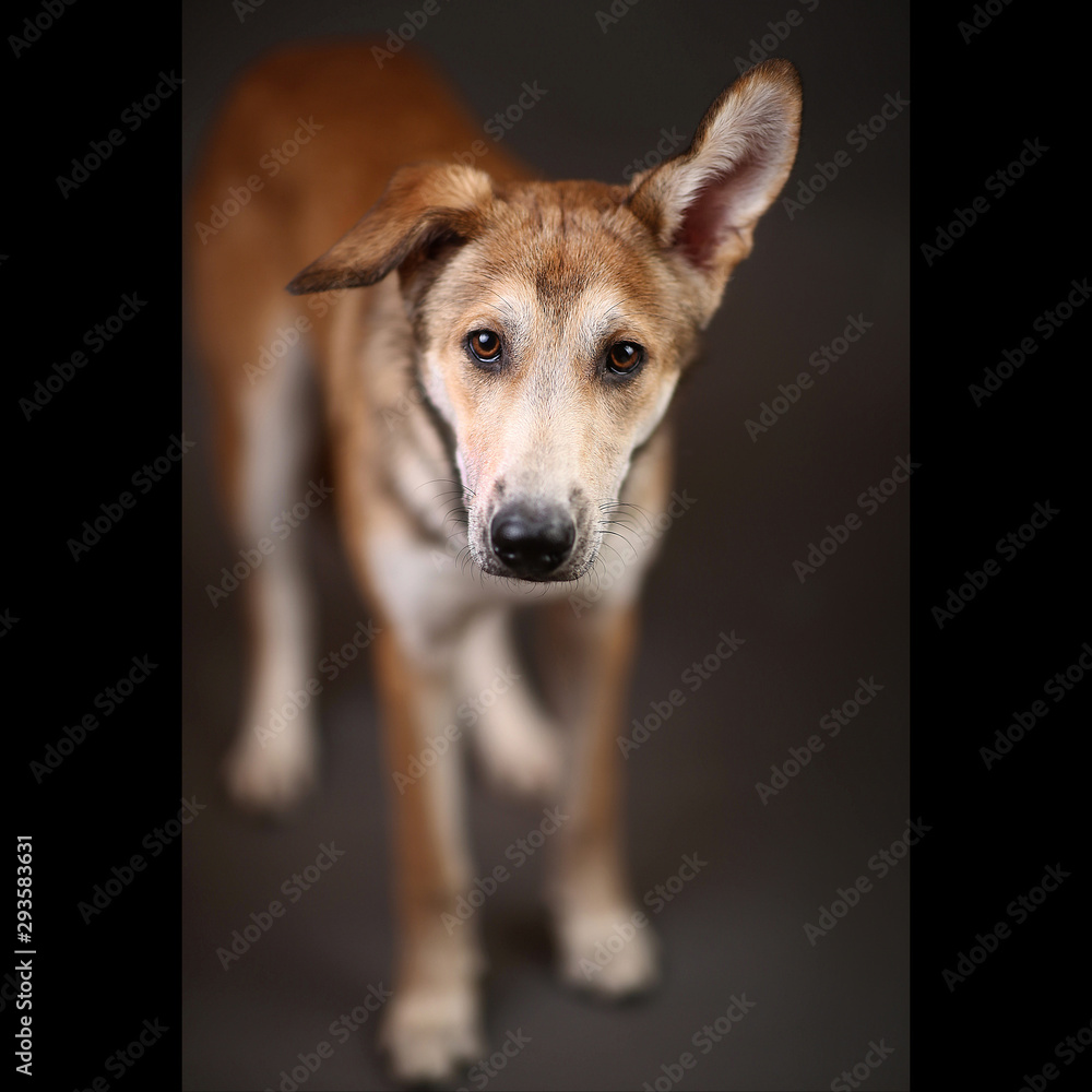 Cute ginger mongrel dog on a gray background in the studio