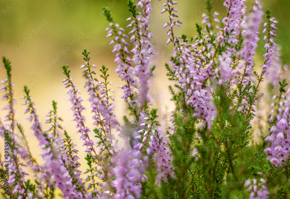 violet heathers flowers plant meadow forest violet heathers flowers plant meadow forest