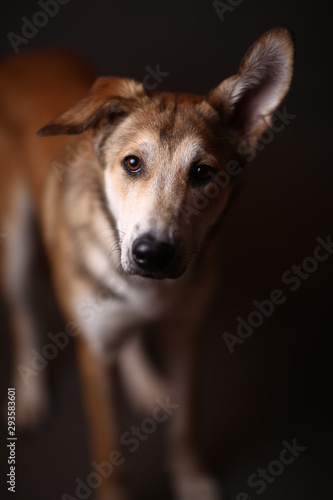 Cute ginger mongrel dog on a gray background in the studio © Alexandr