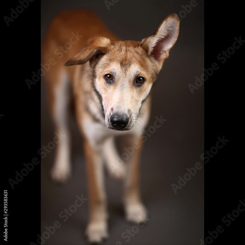 Cute ginger mongrel dog on a gray background in the studio