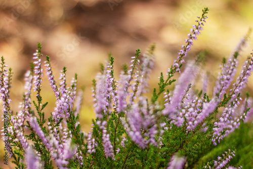 violet heathers flowers plant meadow forest © ReTusz Sandra Paszko