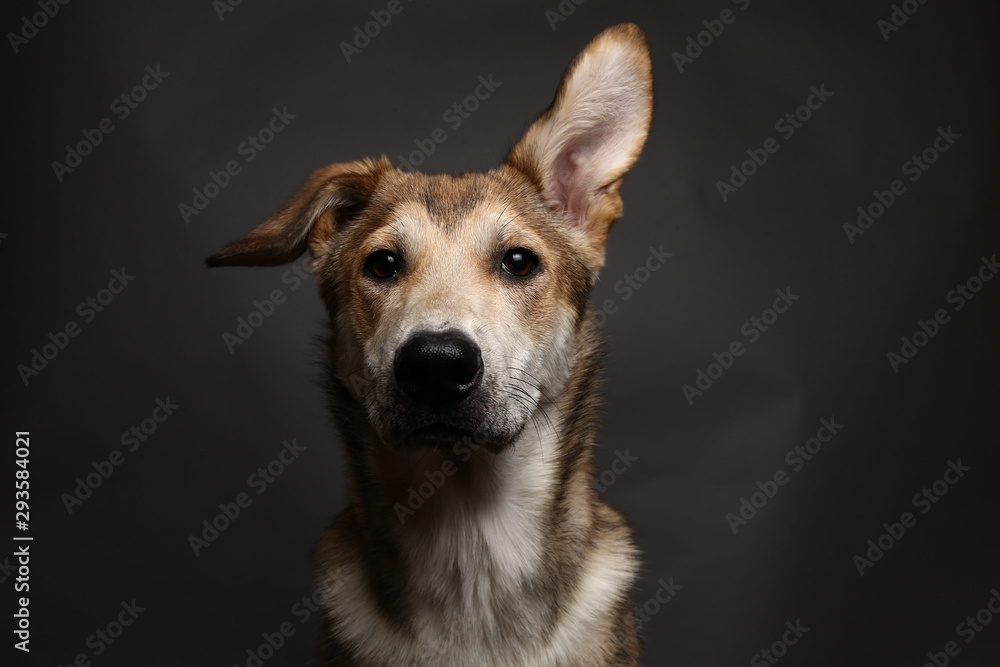 Cute ginger mongrel dog on a gray background in the studio