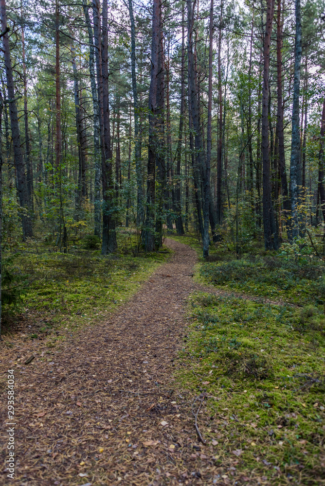 Autumn Forest Path with Yellow and Green Foliage in Northern Europe Autumn Forest Path with Yellow and Green Foliage in Northern Europe