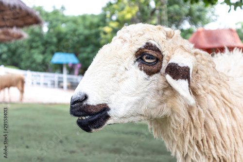 Focus on the face of the sheep that are in the sheep farm. Sheep smile looking at the camera.