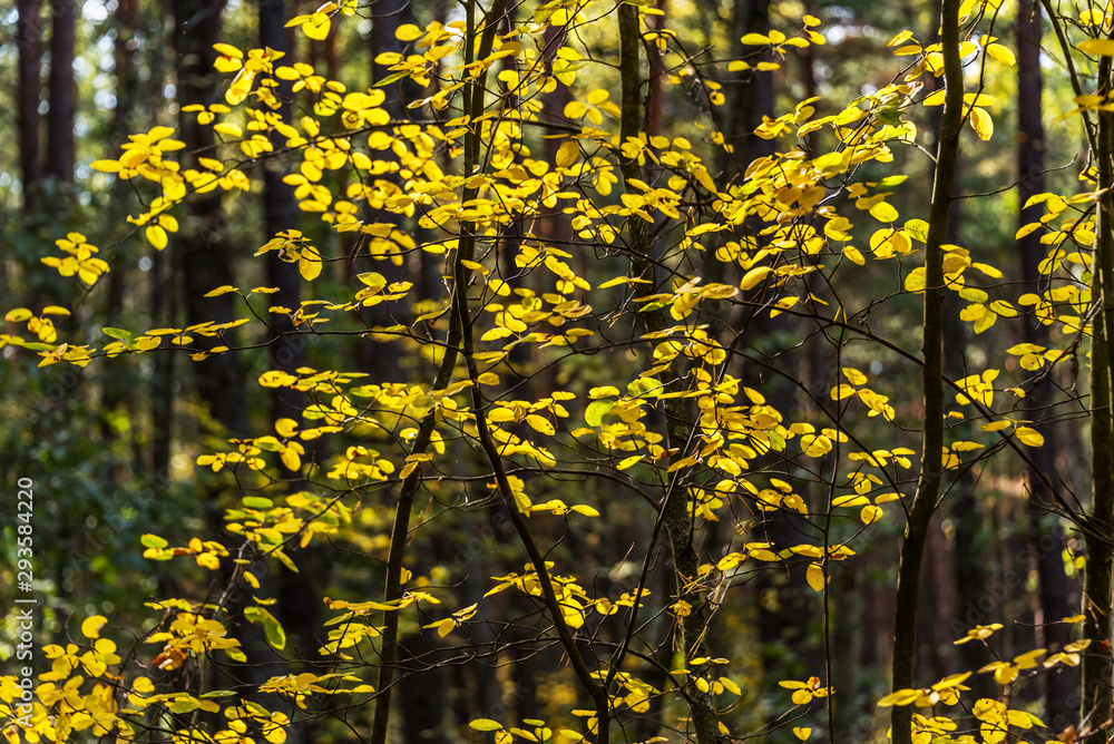 Obraz premium Colorful Autumn Leaves in a Northern European Forest