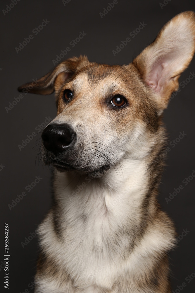 Cute ginger mongrel dog on a gray background in the studio Cute ginger mongrel dog on a gray background in the studio