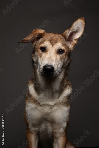 Cute ginger mongrel dog on a gray background in the studio