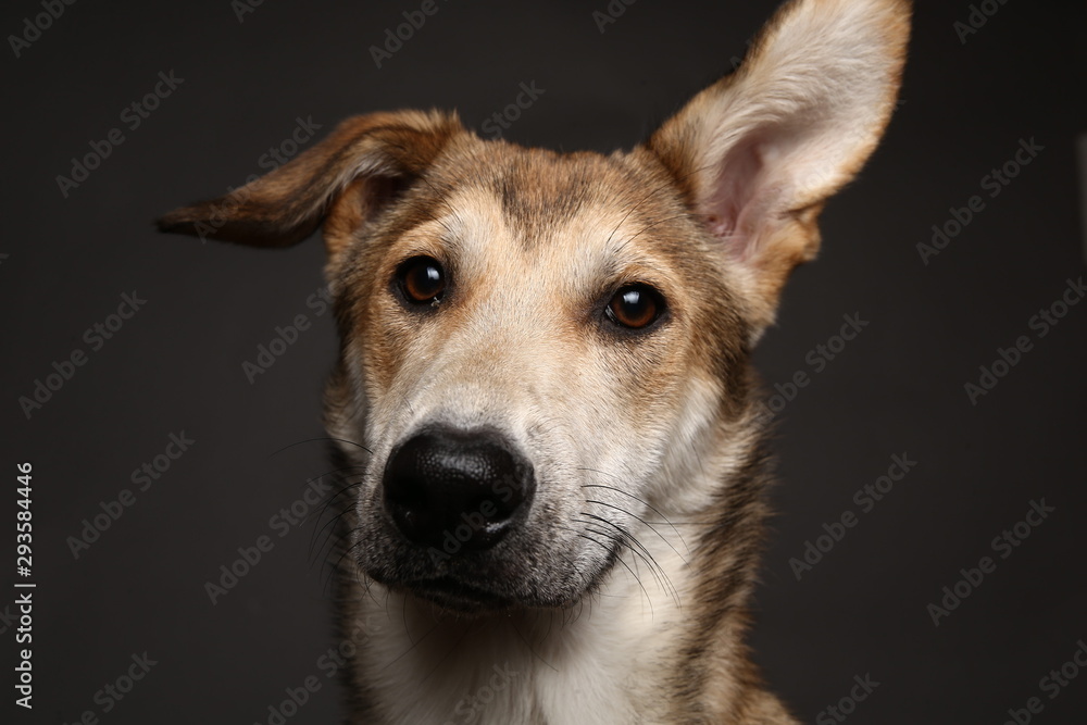 Cute ginger mongrel dog on a gray background in the studio Cute ginger mongrel dog on a gray background in the studio