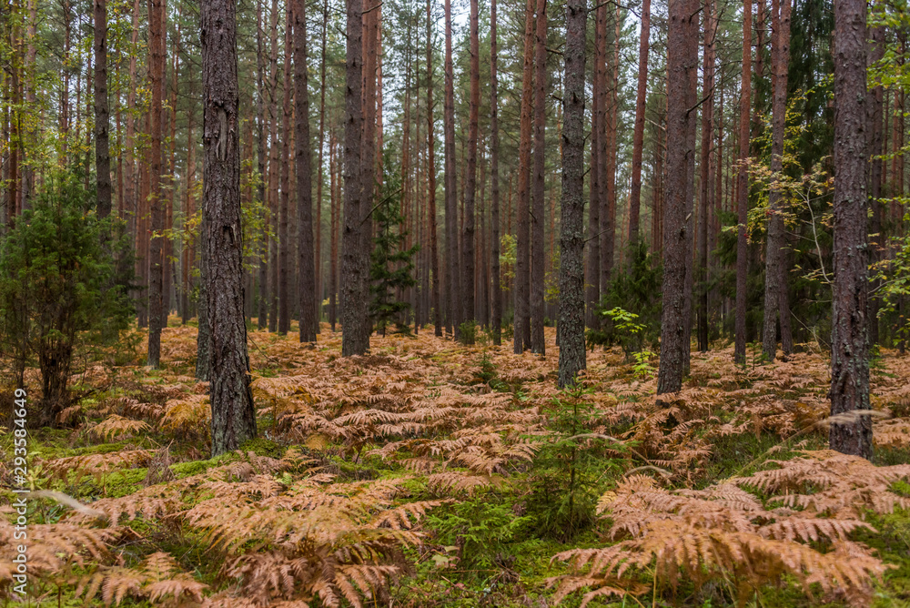 Autumn Forest Path with Yellow and Green Foliage in Northern Europe