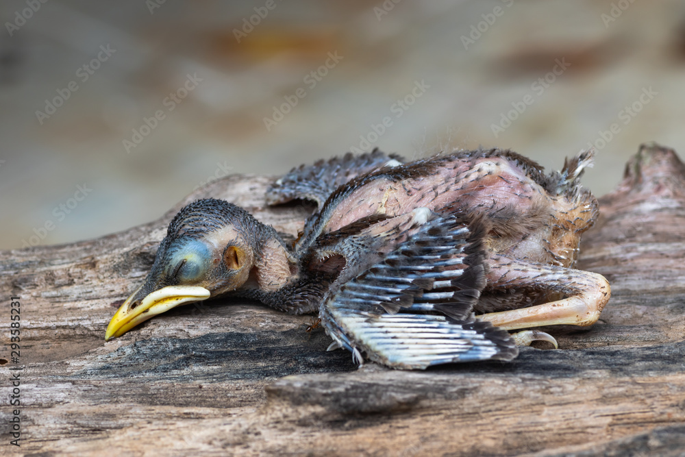 Dead baby birds