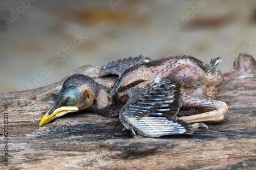 Fototapeta Naklejka Na Ścianę i Meble -  Dead baby birds