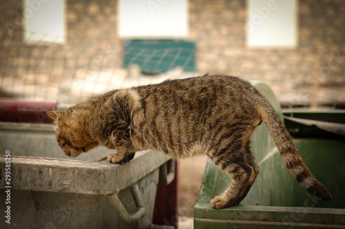 photography of wild cat at the street/ looking inside the garbage can/ cat life