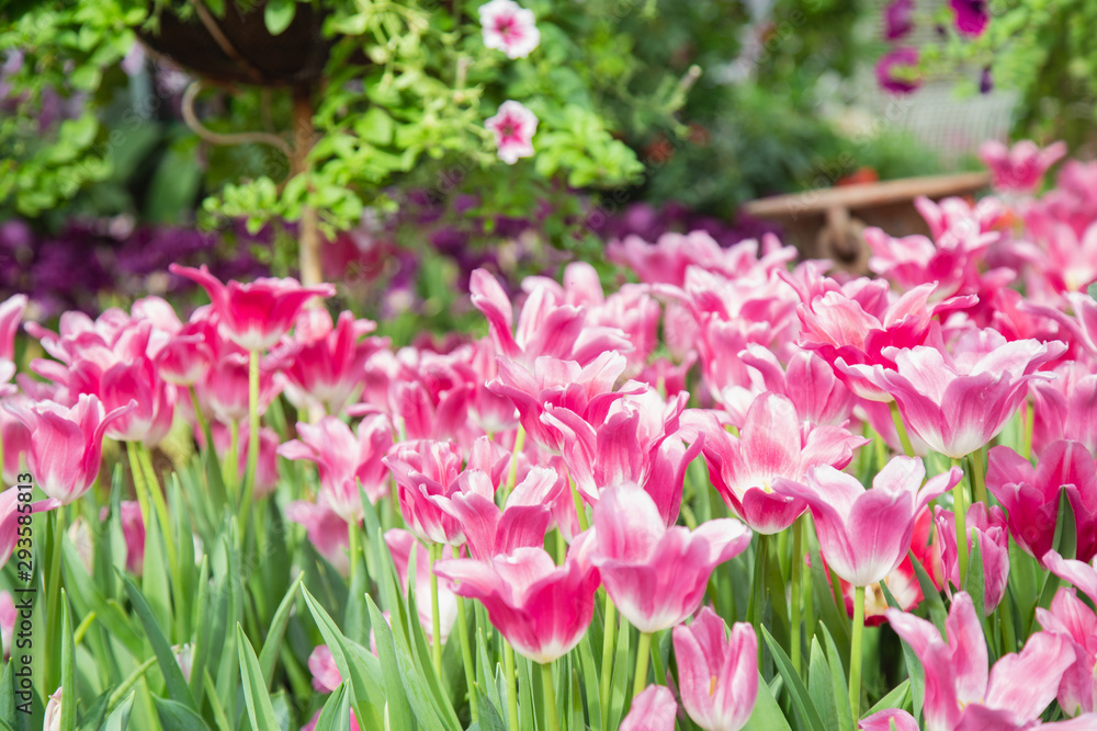 Tulip flowers  in garden nature background