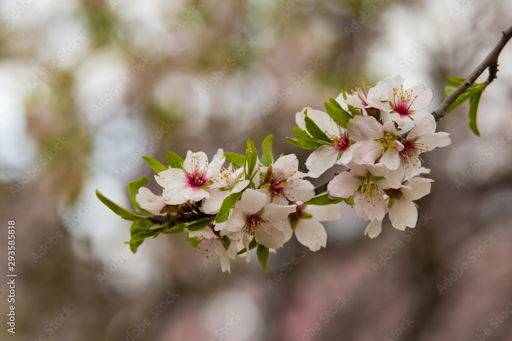 flores de almendro recien florecido