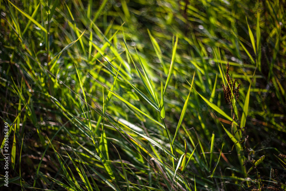 Natural background vegetation. Green plants in the summer.... Natural background vegetation. Green plants in the summer....