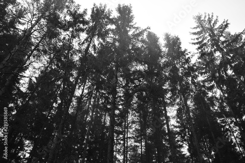 High trees silhouette in forest