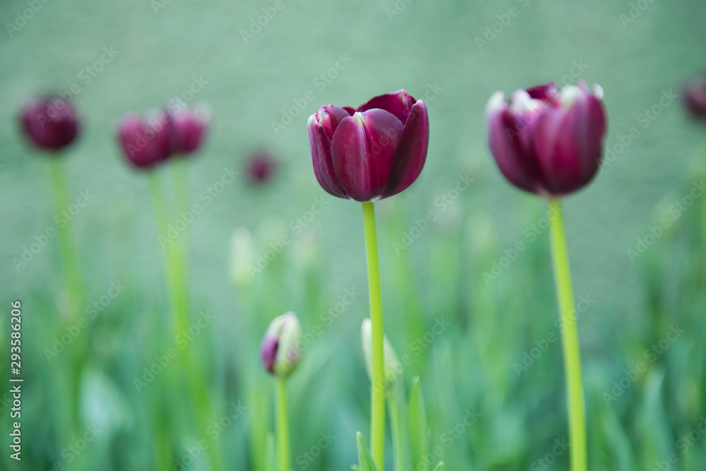 Fototapeta premium Tulip flowers in garden nature background