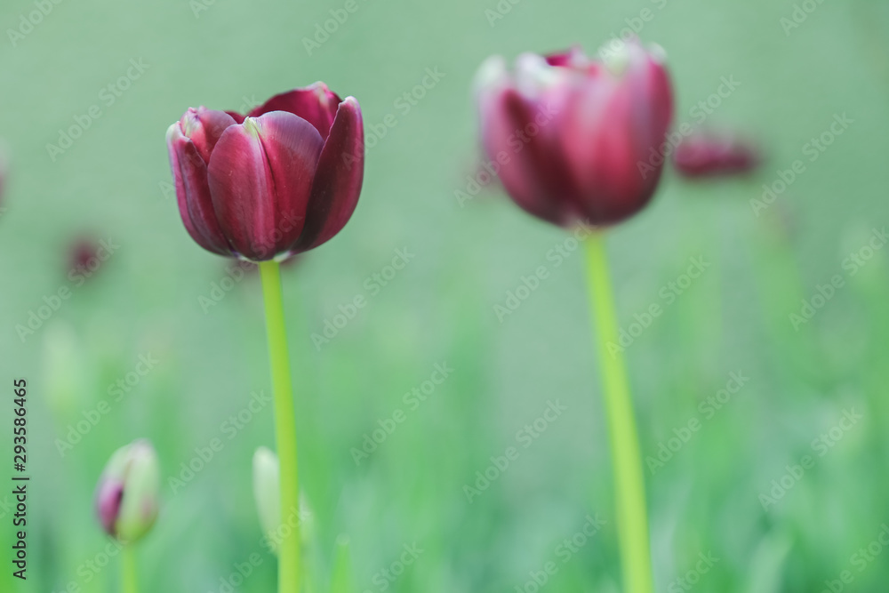 Tulip flowers in garden nature background Tulip flowers in garden nature background