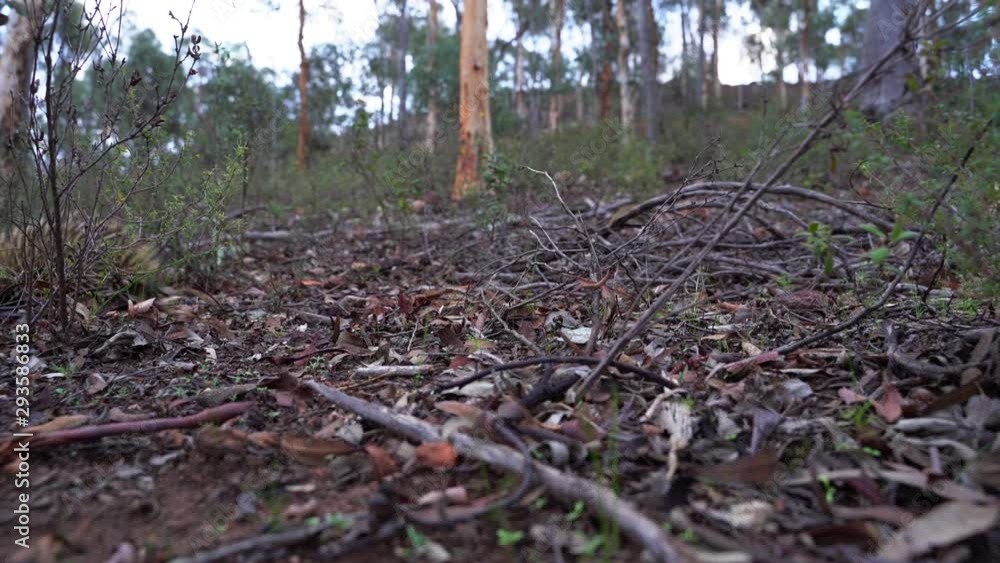 Wild Echidna crossing the forest in Australia Wild Echidna crossing the forest in Australia