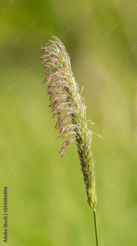 close up of ear of grass