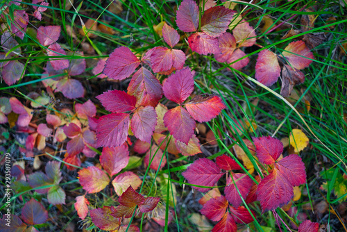 Closeup of red leafs in forest