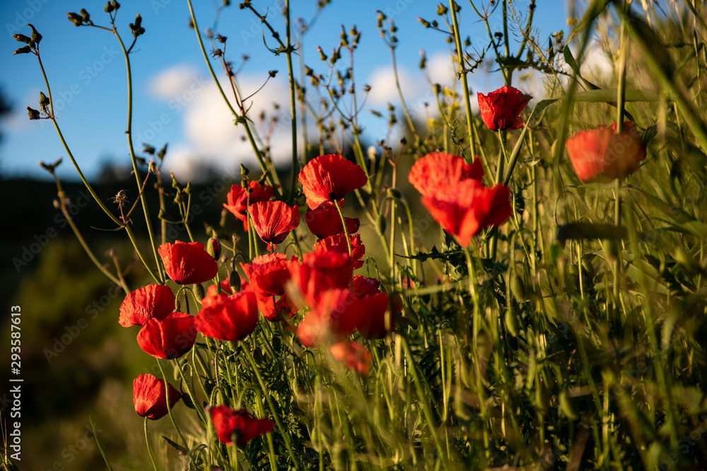 Fototapeta premium mohnblumen