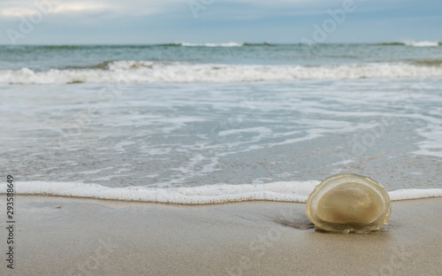 Jellyfish stranded on the Dutch Wadden Sea coast