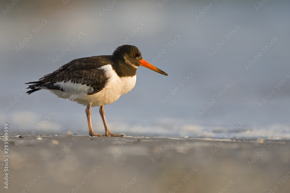 A juvenle Eurasian oystercatcher (Haematopus ostralegus) resting and foraging during migration on the beach of Usedom Germany. A juvenle Eurasian oystercatcher (Haematopus ostralegus) resting and foraging during migration on the beach of Usedom Germany.