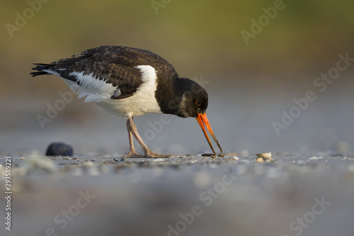 A juvenle Eurasian oystercatcher (Haematopus ostralegus) resting and foraging during migration on the beach of Usedom Germany. photo