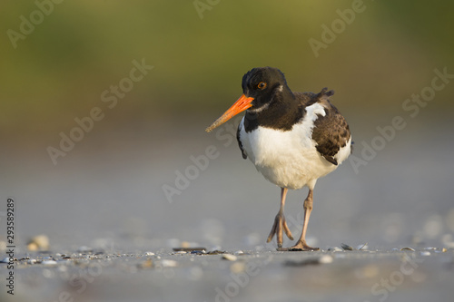 A juvenle Eurasian oystercatcher (Haematopus ostralegus) resting and foraging during migration on the beach of Usedom Germany.