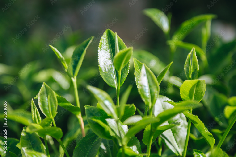 Obraz premium Fresh tea leaves.