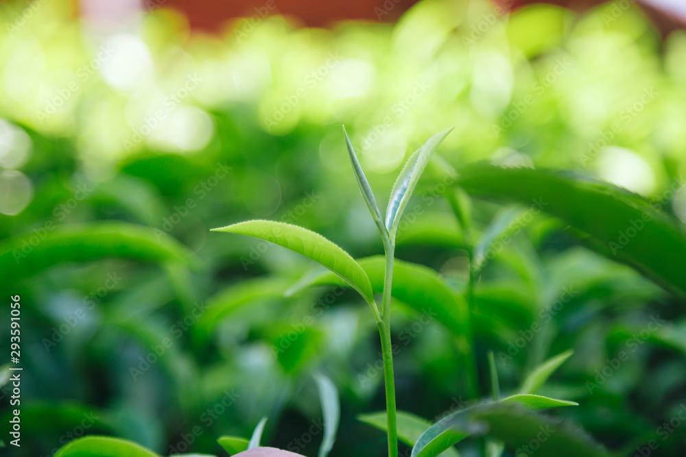 Fototapeta premium Fresh tea leaves.