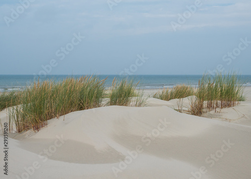 Grassy dunes on the island of Terschelling