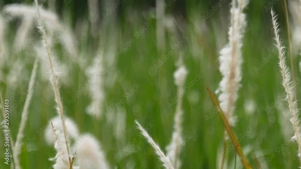 Slow motion grass flower blow by the wind Slow motion grass flower blow by the wind