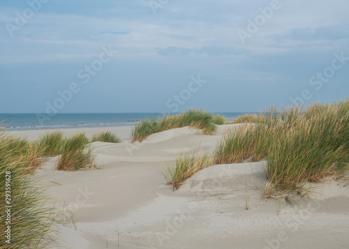 Fototapeta Naklejka Na Ścianę i Meble -  Grassy dunes on the island of Terschelling