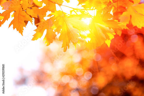 Orange maple leaves on tree against sun lights and bokeh. Autumn fall background. Colorful foliage.