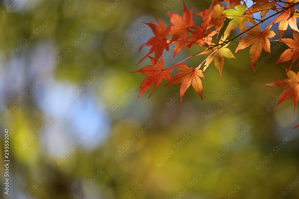 紅葉の風景