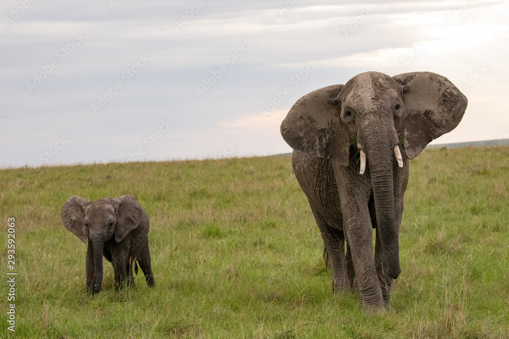 Obraz premium African elephant and its baby out for a walk in the Masai Mara