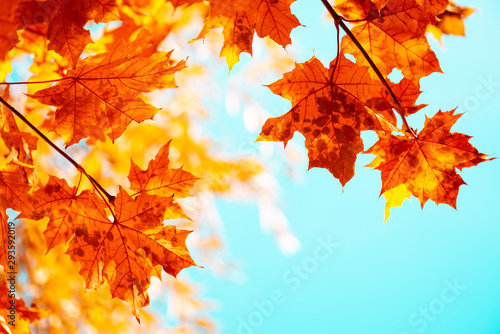 Maple leaves on tree against blue sky. Autumn fall background. Colorful foliage.
