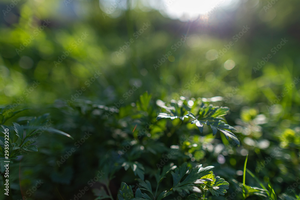 Fototapeta premium Spring background, green tree leaves on blurred background