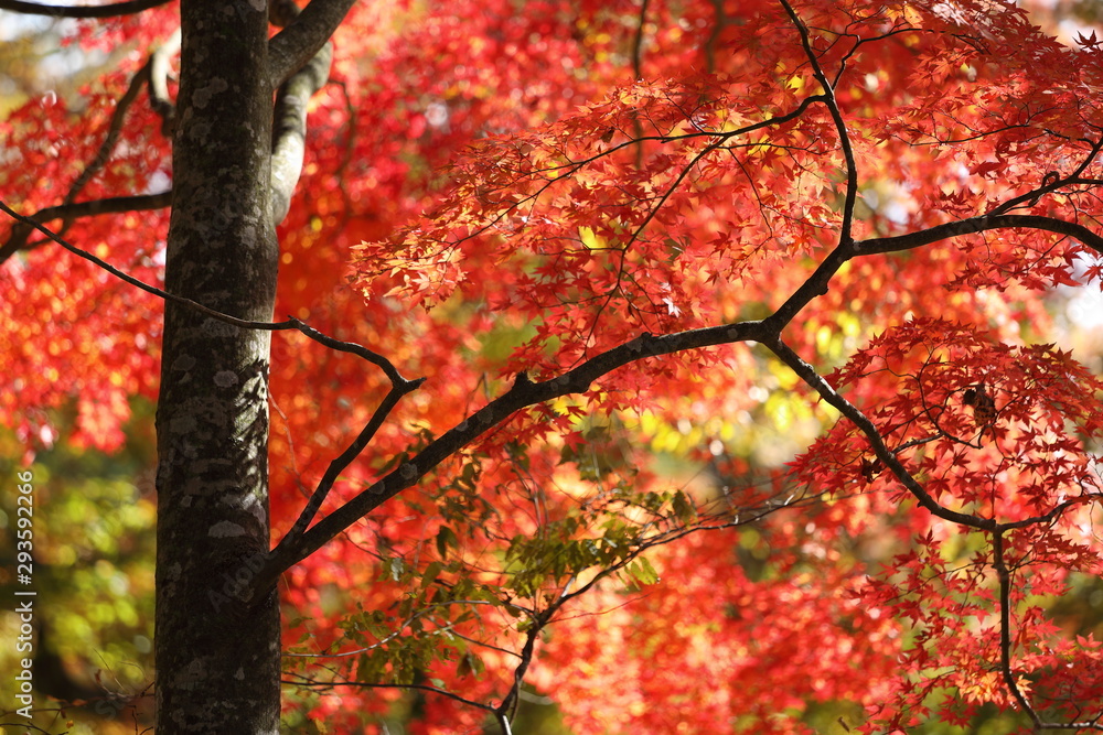 紅葉の風景