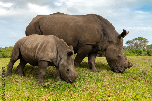 Mother and young Rhino grazing. 