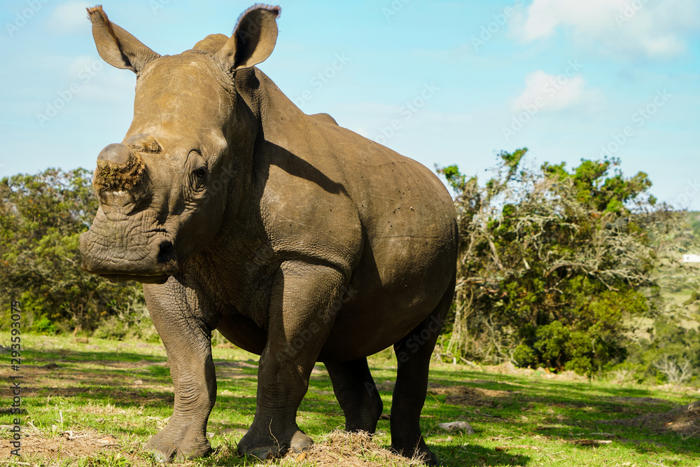 Obraz premium Rhino showing off in South Africa