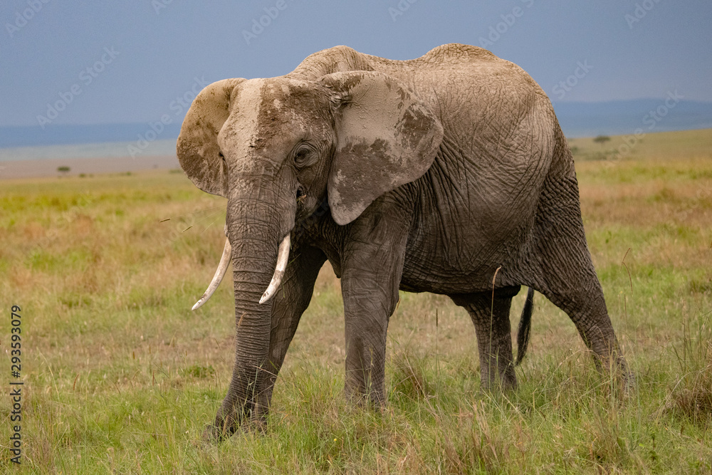 African elephant in the Masai Mara