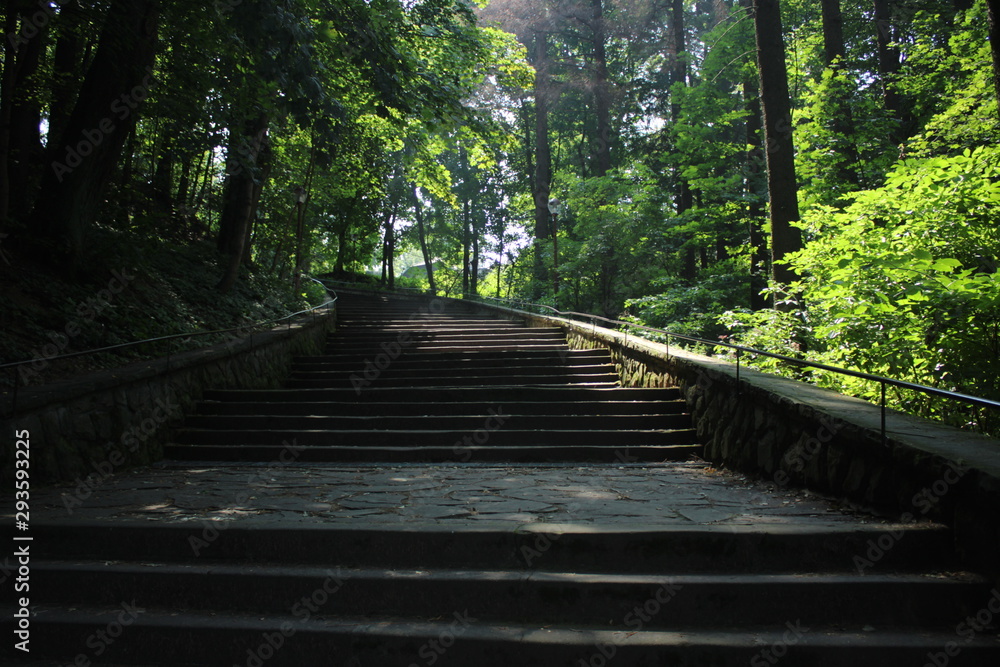 Obraz premium stairs in the forest