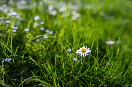 White wildflowers on blurred background with bokeh