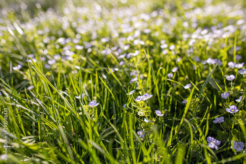 White wildflowers on blurred background with bokeh