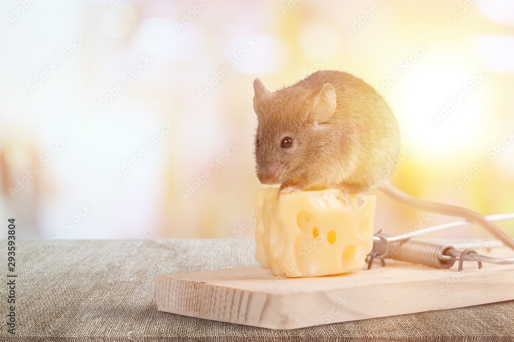 Mouse Trap - Cheese Advertisement 