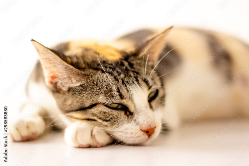 Beautiful tricolor cat on white background. Beautiful tricolor cat on white background.