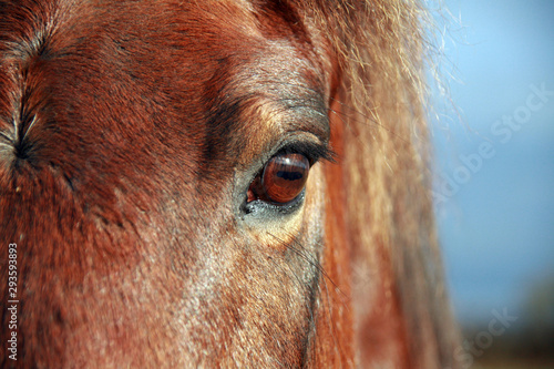 The eye of a brown horse
